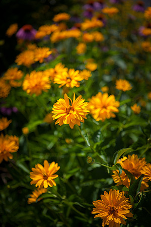 False Sunflower_6052
