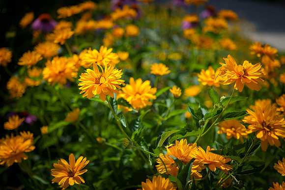 False Sunflower_6053