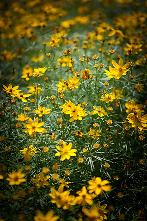 False Sunflower_6054