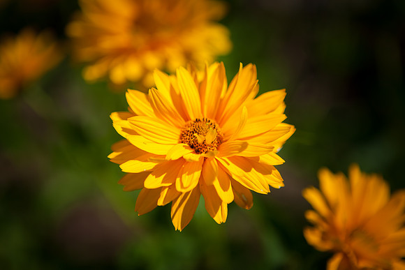 False Sunflower_6062