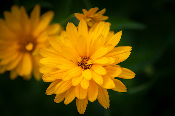 False Sunflower_6063