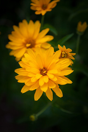 False Sunflower_6064