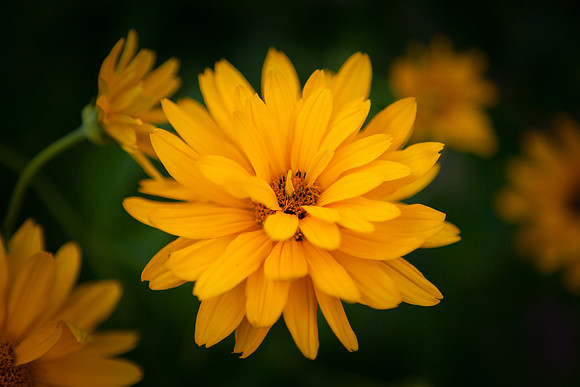 False Sunflower_6070