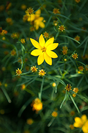 Whorled Tickseed_6256