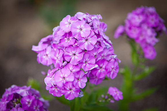 Garden Phlox_6287
