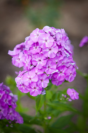 Garden Phlox_6289