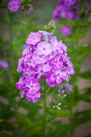 Garden Phlox_6291