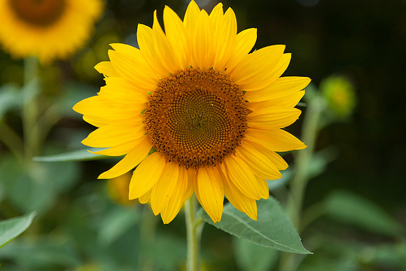 Sunflower_6982