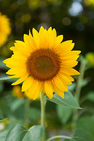 Sunflower_6984