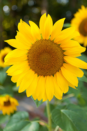 Sunflower_6992