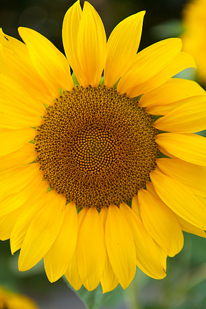 Sunflower_6991