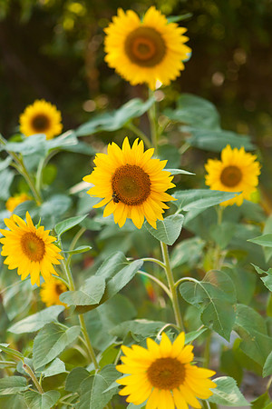 Sunflower_6994