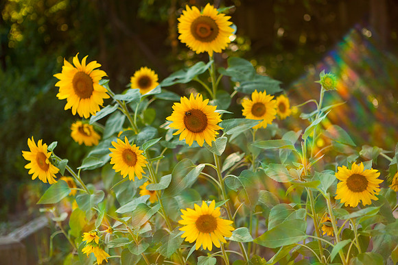 Sunflower_6996
