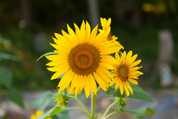 Sunflower_6998