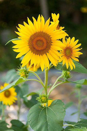 Sunflower_7003