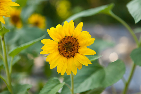 Sunflower_7010