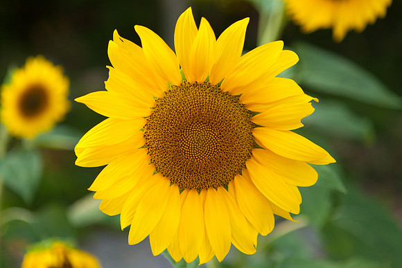 Sunflower_7011