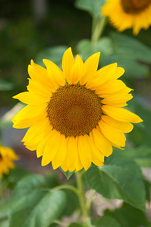 Sunflower_7013