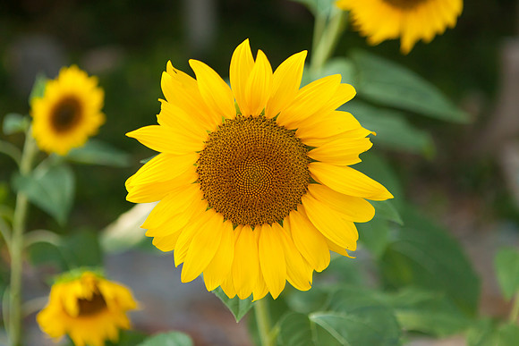 Sunflower_7014