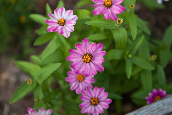 Peruvian Zinnia_7016