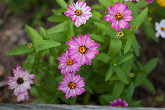 Peruvian Zinnia_7017