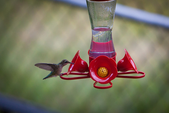 Hummingbird_7340