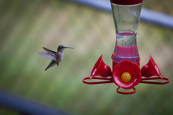 Hummingbird_7342