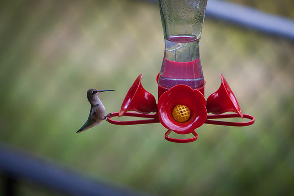 Hummingbird_7344