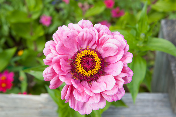 Common Zinnia _7857