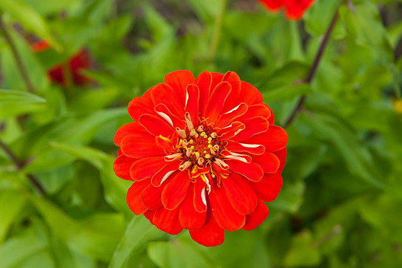 Common Zinnia _7859