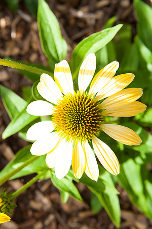 Coneflower _7875