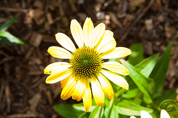 Coneflower _7876