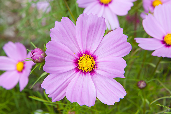 Garden Cosmos _7864