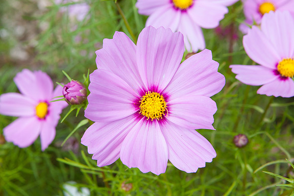 Garden Cosmos _7865