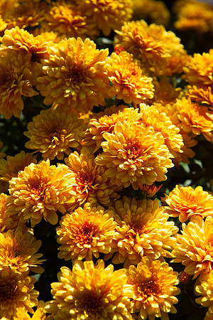China Aster _7666