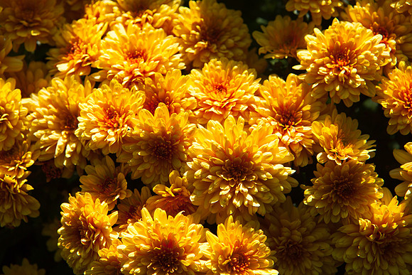 China Aster _7661