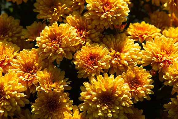 China Aster _7664