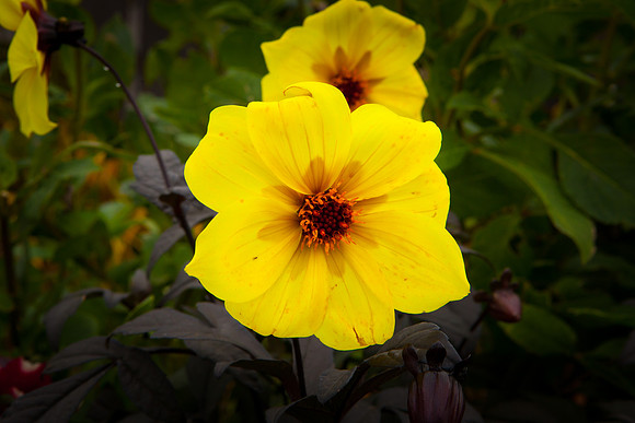 Garden Dahlia_8135