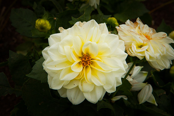 Garden Dahlia_8131