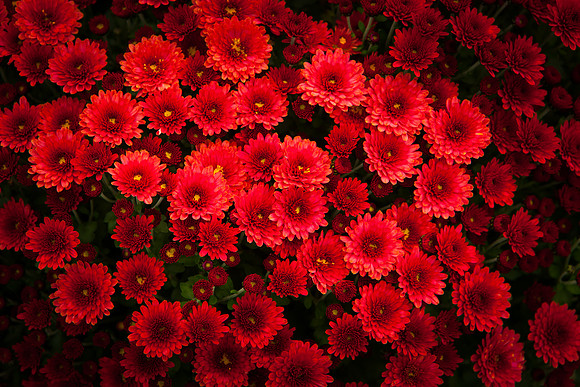 China Aster_8130