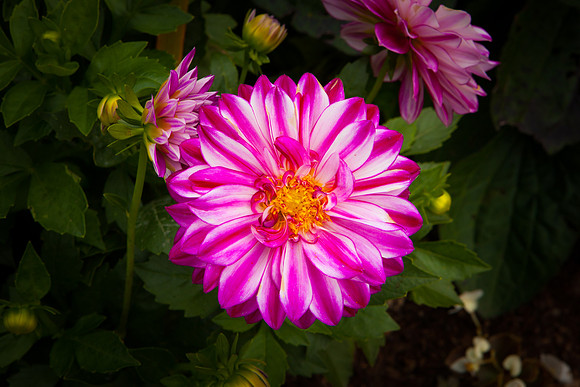 Garden Dahlia_8129