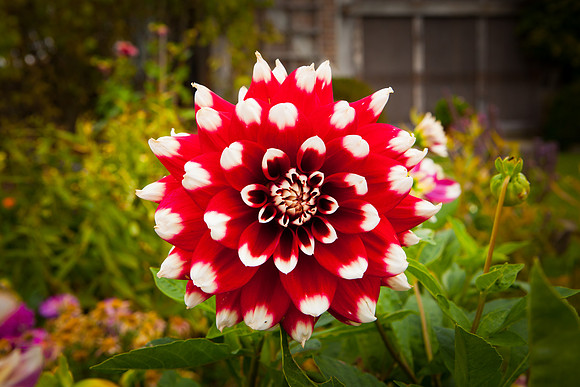 Garden Dahlia_8138