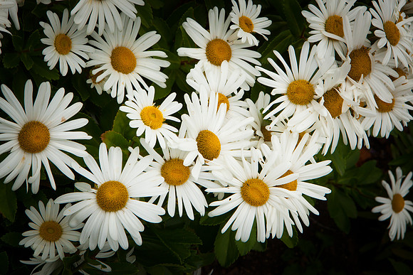 Oxeye Daisy_8132