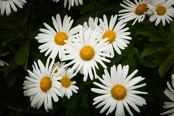Oxeye Daisy_8133
