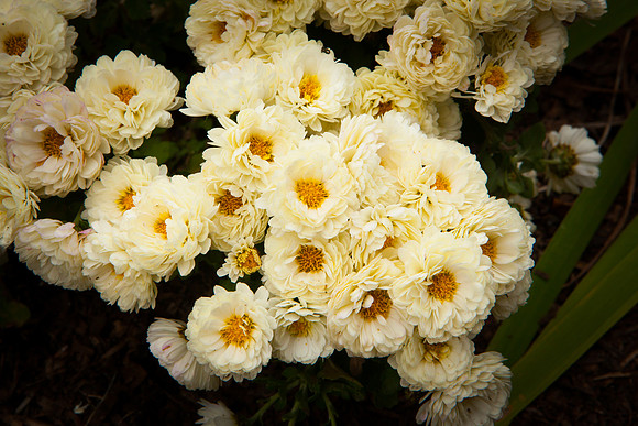 Pearly Everlasting_8134