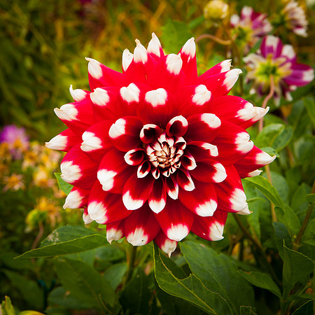 Garden Dahlia_8137