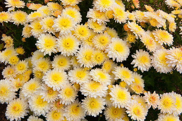 China Aster_8139