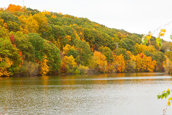 2020 _Foliage_8082
