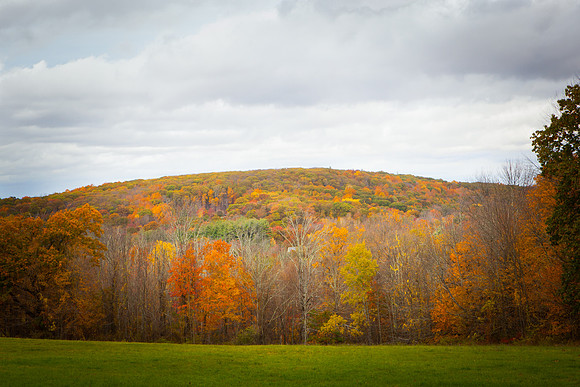 2020 _Foliage_8105