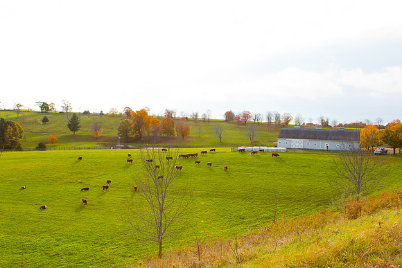 2020 _Foliage_8182